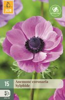 Anemoon Coronaria Sylphide 15 bollen