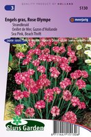 Armeria Maritima Splendens zaden Engels gras