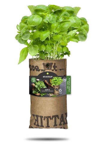 Baza hangtuintje bio basilicum - afbeelding 1