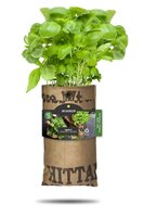 Baza hangtuintje bio basilicum - afbeelding 1
