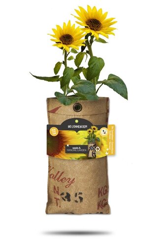 Baza hangtuintje bio mini zonnenbloem - afbeelding 1
