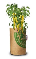 Baza pepperclub yellow wax hot - afbeelding 2