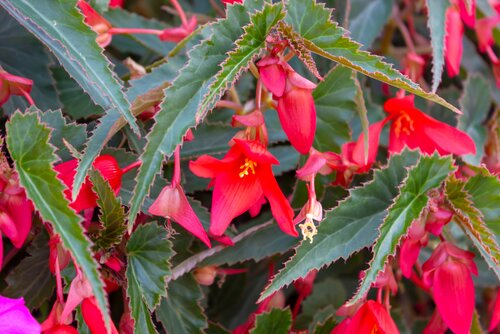 Begonia boliviensis Santa Cruz - afbeelding 2
