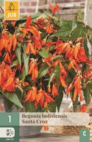 Begonia boliviensis Santa Cruz