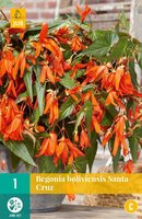 Begonia boliviensis Santa Cruz - afbeelding 2