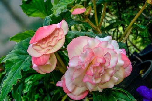 Begonia cascade florence - afbeelding 2