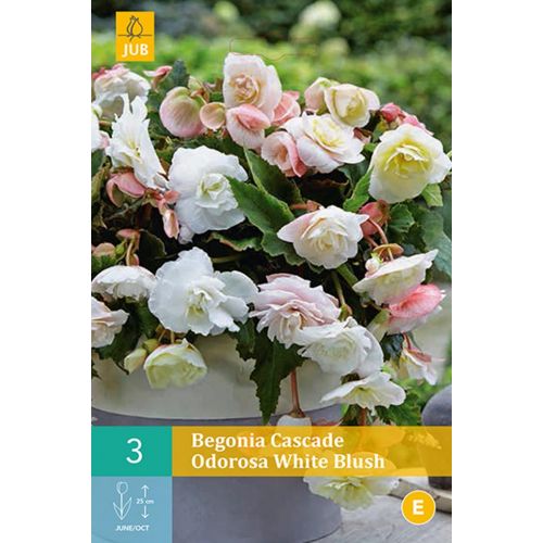 Begonia cascade odorosa white blush