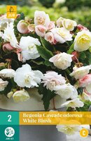 Begonia cascade odorosa white blush