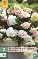 Begonia cascade odorosa white blush