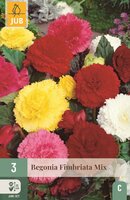 Begonia fimbriata mix