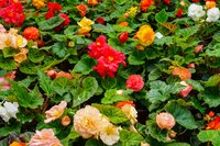 Begonia grandiflora mix - afbeelding 2