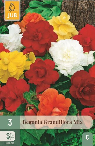 Begonia grandiflora mix