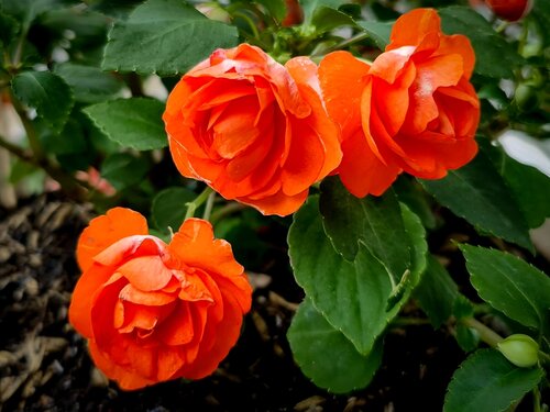 Begonia Grandiflora oranje - afbeelding 2