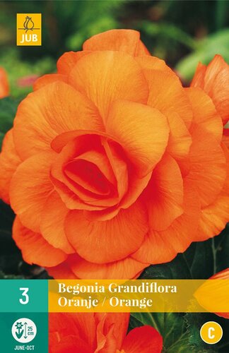 Begonia Grandiflora oranje