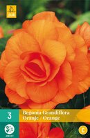 Begonia Grandiflora oranje
