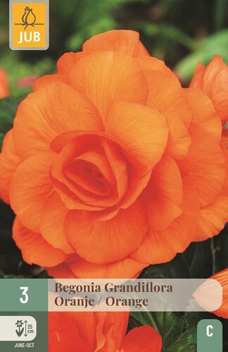 Begonia Grandiflora oranje
