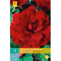 Begonia grandiflora rood