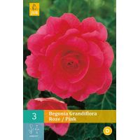 Begonia grandiflora roze