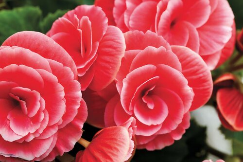 Begonia grandiflora roze - afbeelding 2