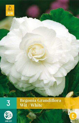 Begonia grandiflora wit