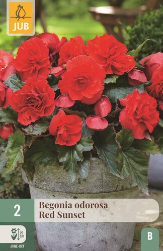 Begonia odorosa red sunset