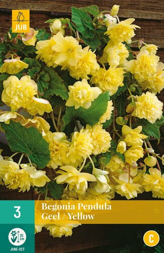 Begonia pendula geel