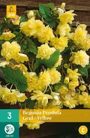 Begonia pendula geel