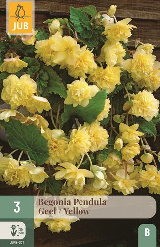 Begonia pendula geel - afbeelding 1
