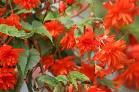 Begonia pendula oranje - afbeelding 2