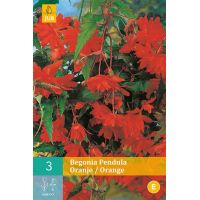 Begonia pendula oranje