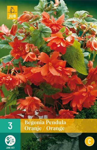 Begonia pendula oranje