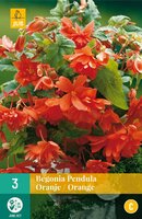 Begonia pendula oranje