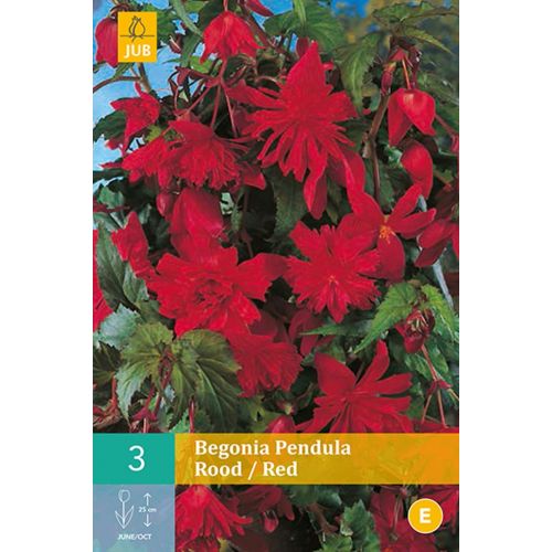 Begonia pendula rood
