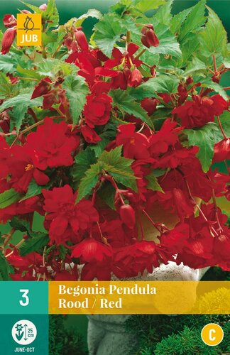Begonia pendula rood