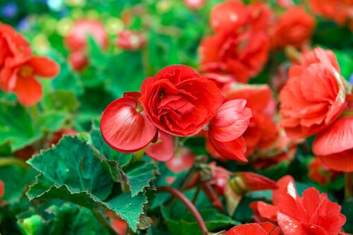 Begonia pendula rood - afbeelding 2