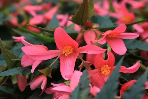 Begonia pendula roze - afbeelding 2
