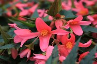 Begonia pendula roze - afbeelding 2