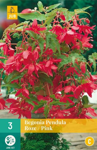 Begonia pendula roze