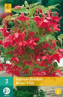 Begonia pendula roze
