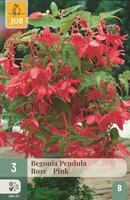 Begonia pendula roze