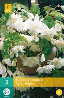 Begonia pendula wit