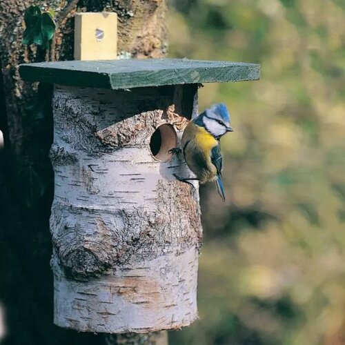 VBN Berken nestkast 32 mm - afbeelding 2