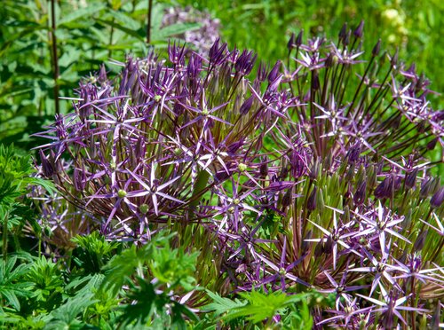Bio allium christophii 5 bollen - afbeelding 3