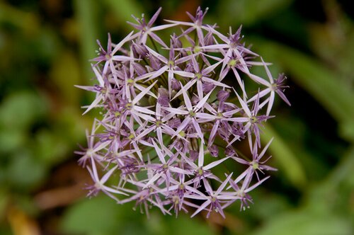 Bio allium christophii 5 bollen - afbeelding 2