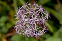 Bio allium christophii 5 bollen - afbeelding 2