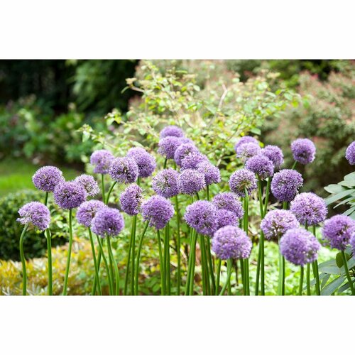 Bio allium gladiator 1 bol - afbeelding 3