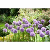 Bio allium gladiator 1 bol - afbeelding 3