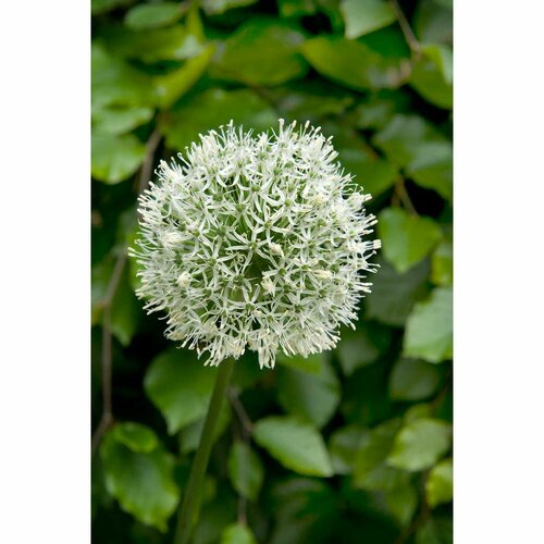 Bio allium mount everest 1 bol - afbeelding 2