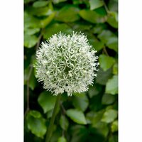 Bio allium mount everest 1 bol - afbeelding 2