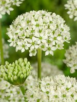 Bio allium nigrum 5 bollen - afbeelding 2
